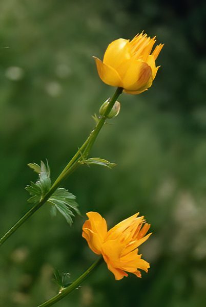 Trollius ledebourii 'Golden Queen'